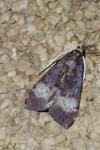 Uresiphita gilvata