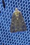 Spodoptera exigua