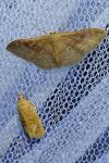 Idaea rubraria