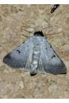 Lygephila craccae