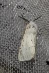 Spilosoma lubricipeda