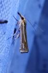 Ancylolomia tentaculella / disparalis