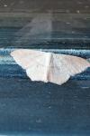 Scopula imitaria
