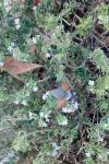 Macroglossum stellatarum