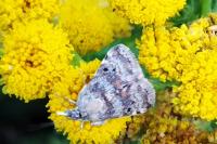 Aporodes floralis