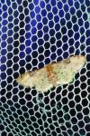 Idaea filicata