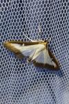 Cydalima perspectalis