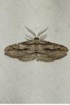 Ecleora solieraria
