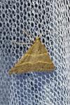 Perigune narbonea