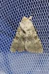 Polymixis dubia