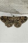 Peribatodes rhomboidaria rhomboidaria