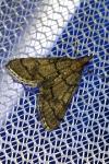 Metasia cuencalis bourgognei