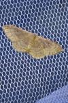 Idaea degeneraria