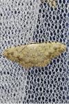 Scopula submutata roseonitens