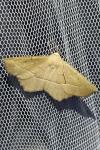 Gerinia honoraria