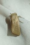 Mythimna sicula