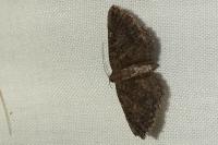 Rhoptria asperaria