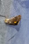 Noctua janthe