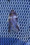Acrobasis legatea