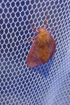 Ocneria rubea