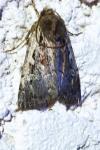 Xestia agathina