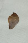 Watsonalla uncinula
