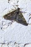Tephronia sepiaria
