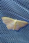 Scopula imitaria