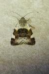 Acontia lucida