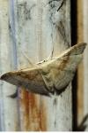 Idaea degeneraria