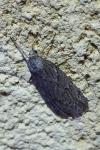 Pachycnemia hippocastanaria hippocastanaria