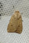 Xestia castanea