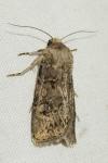 Agrotis bigramma