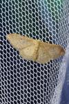 Idaea straminata