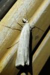 Ancylolomia