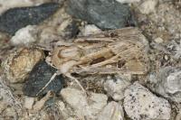Agrotis graslini