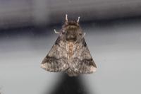 Thaumetopoea processionea