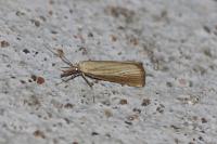 Agriphila straminella