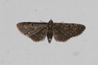 Eupithecia tripunctaria