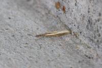 Agriphila tristella