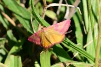 Lythria purpuraria