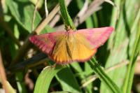 Lythria purpuraria