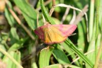 Lythria purpuraria