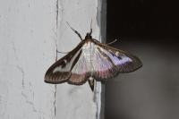 Cydalima perspectalis