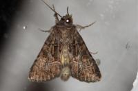 Thalpophila matura
