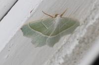 Campaea margaritaria