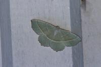 Campaea margaritaria