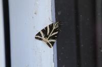 Euplagia quadripunctaria