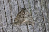 Tephronia sepiaria