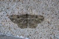 Peribatodes rhomboidaria rhomboidaria